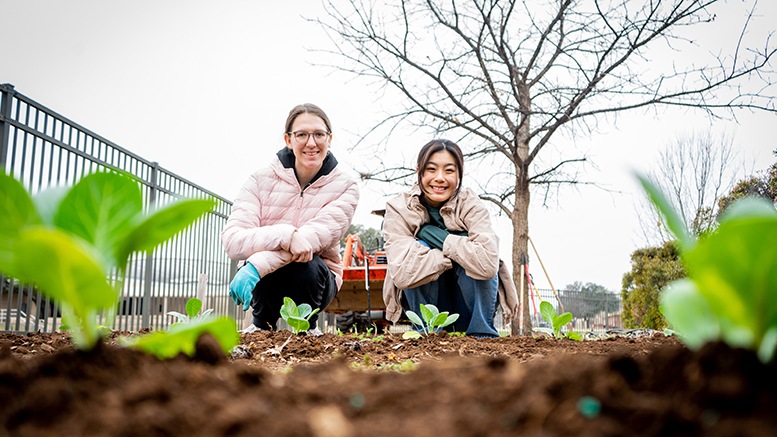 Picture of the honors community garden behind the Wellness Center as MSU Texas students Tiffany Nguyen and Evanne Kleinert prepare the soil
