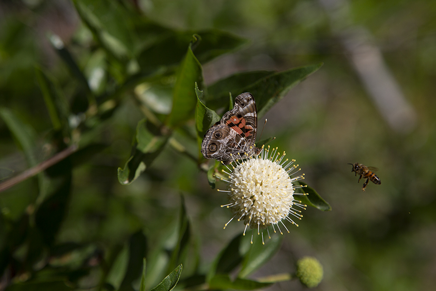 A fly and butterfly buzz around a flower at the MSU Dalquest Desert Research Station in the Big Bend area.