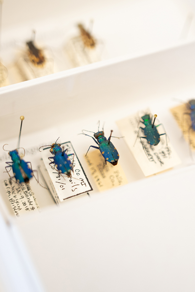 Tiger beetles