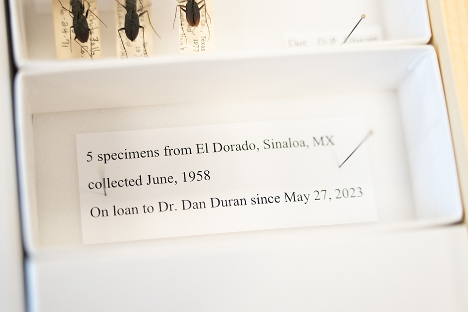 Tiger beetle facts sheet