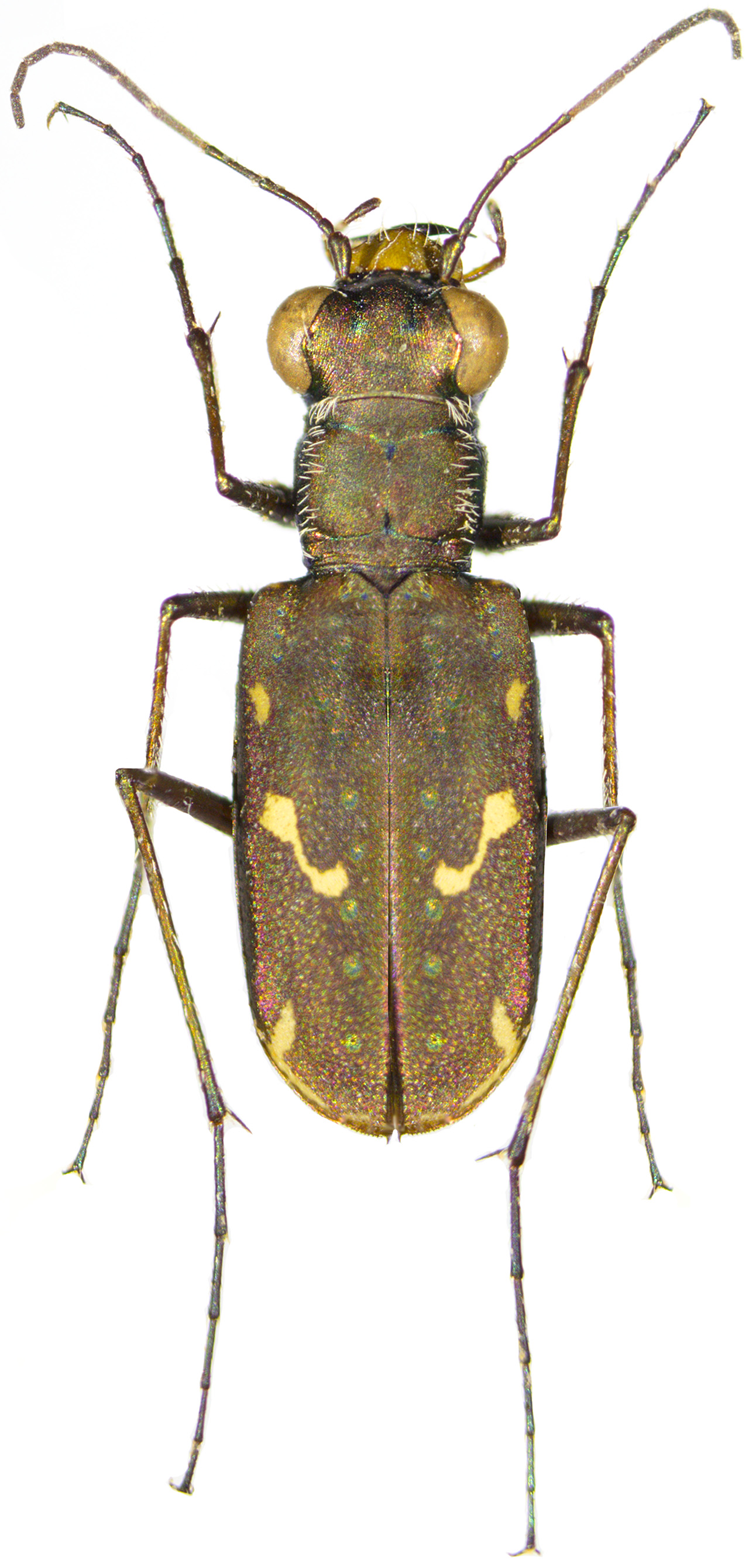 Tiger beetle close-up photo enlarged