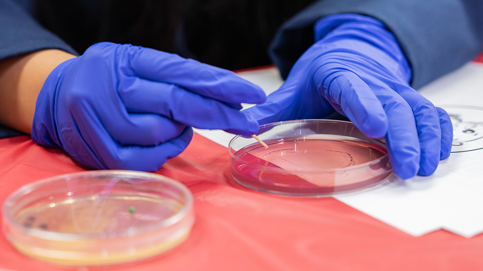Agar Art on the table showing 2 hands working on making the art