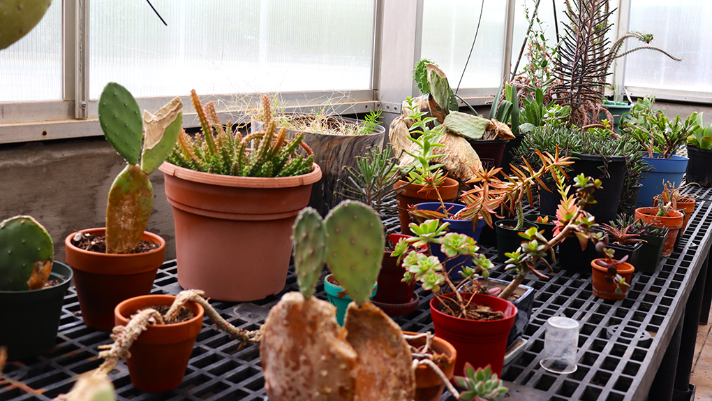 Jason Cooper stands inside the Arthur F. Beyer Greenhouse with plants surrounding him