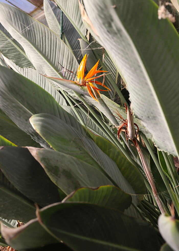 A look inside at plants at the Beyer Greenhouse