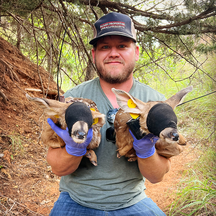 Marcus Thibodeau holds up two fawns before their release back into the wild