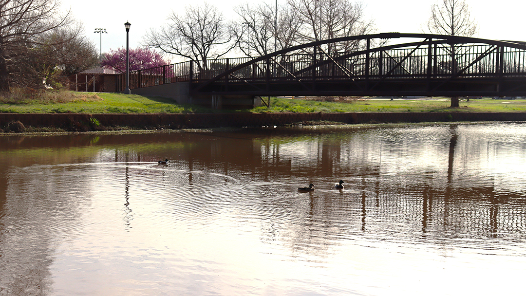 The bridge over Sikes Lake as ducks swim across the water and a Red Bud blooms in the background.